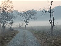 bijrani-grassland