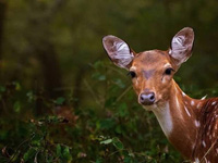 deer in bijrani