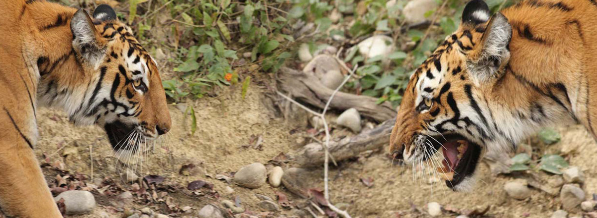 Corbett Park | Nainital combined Wildlife Tour