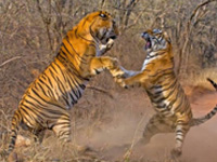 tiger in corbett